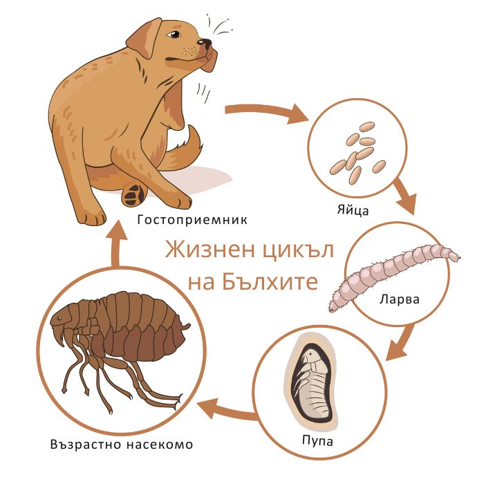 жизнен цикъл на бълхите