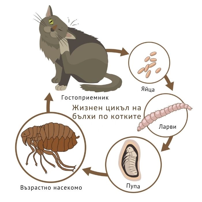 жизнен цикъл и размножаване на котепка бълха