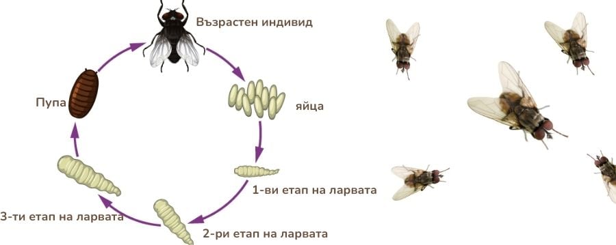 Жизнен цикъл на мухите в България